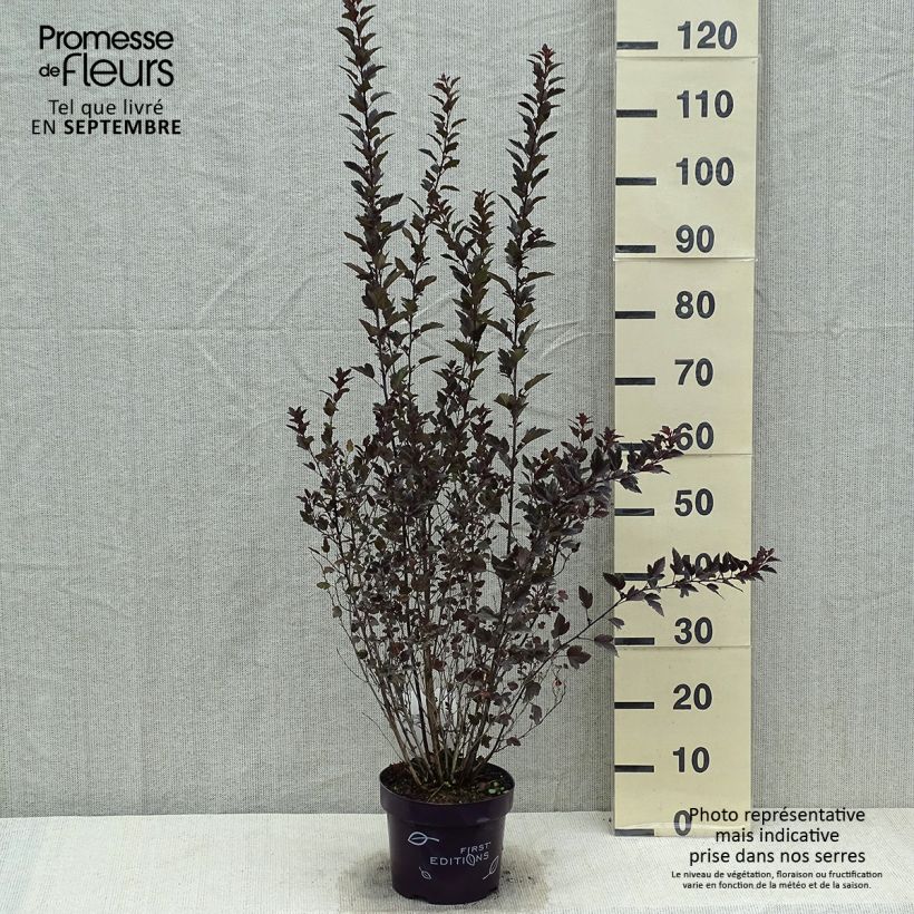 Spécimen de Physocarpus opulifolius Little Devil Pot de 3L/4L tel que livré en été