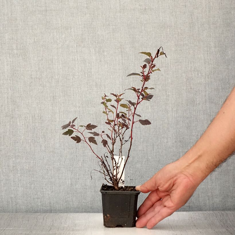 Spécimen de Physocarpus opulifolius Little Joker - Physocarpe nain Godet de 8/9 cm tel que livré en été