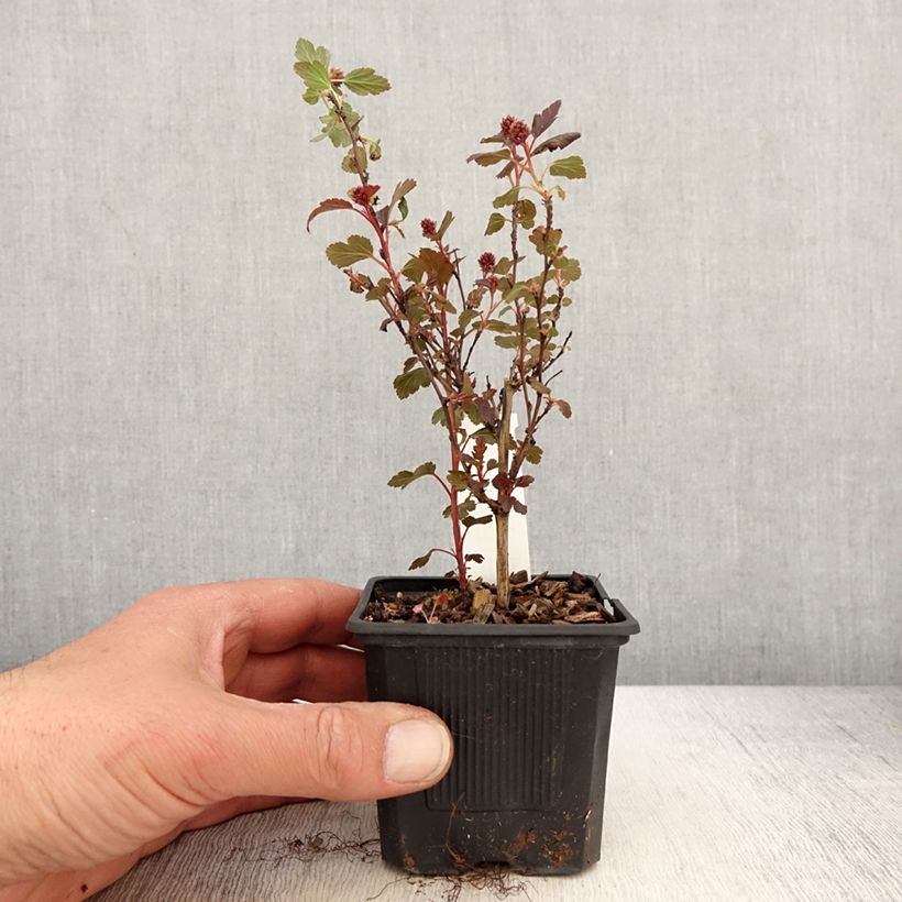 Spécimen de Physocarpus opulifolius Little Joker - Physocarpe nain - Godet de 8/9 cm tel que livré au printemps