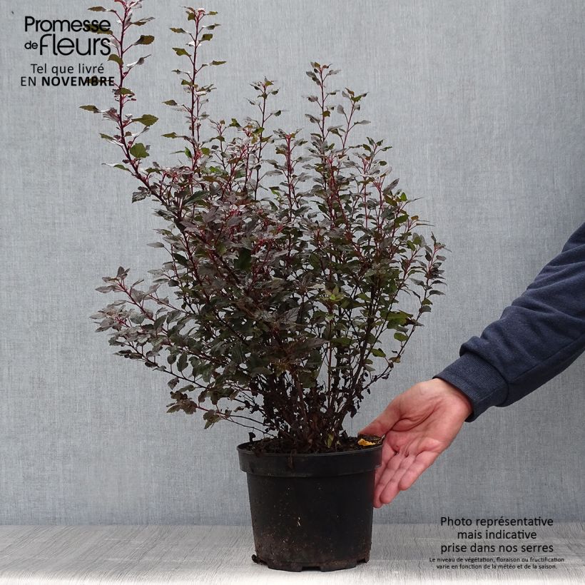 Spécimen de Physocarpus opulifolius Little Joker - Physocarpe nain Pot de 2L/3L tel que livré en automne