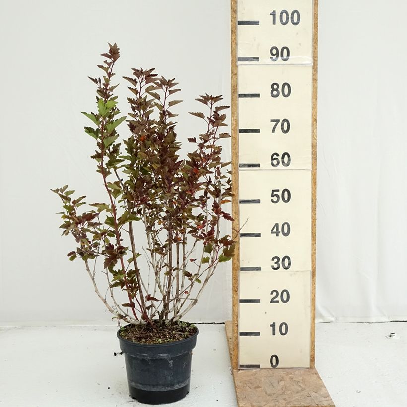 Spécimen de Physocarpus opulifolius Little Leena - Physocarpe Pot de 4L/5L tel que livré en été