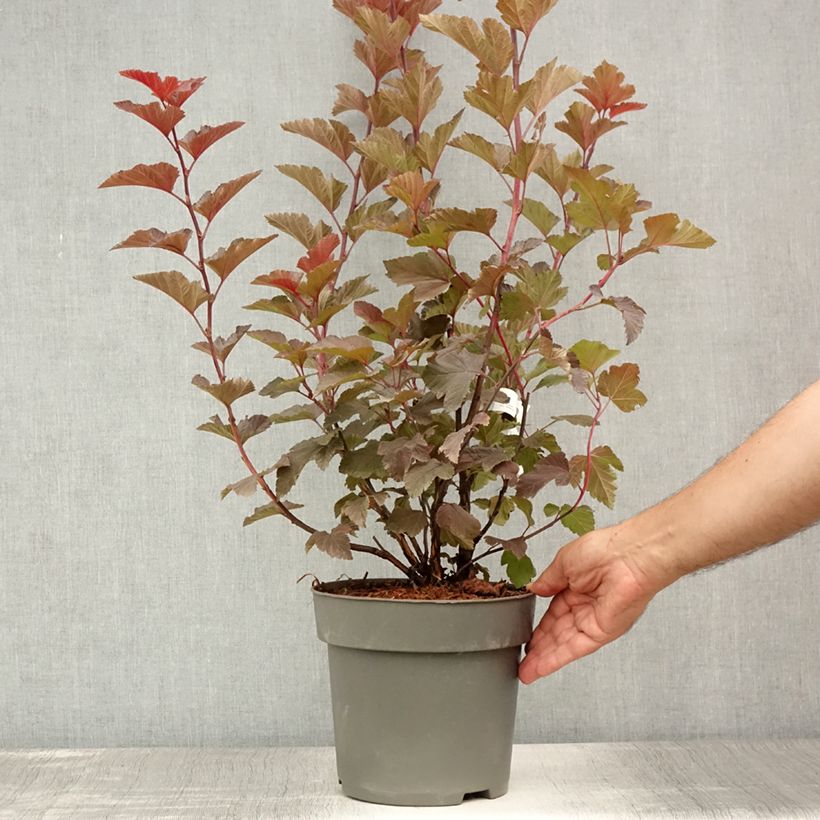 Spécimen de Physocarpus opulifolius Magic Ball Pot de 3L/4L tel que livré en été