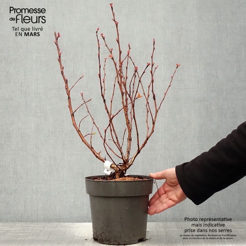 Spécimen de Physocarpus opulifolius Magic Ball tel que livré au printemps