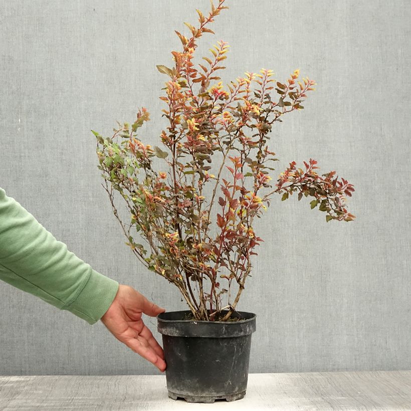 Spécimen de Physocarpus opulifolius Magic Sweet Cherry Tea Pot de 3L/4L tel que livré en été