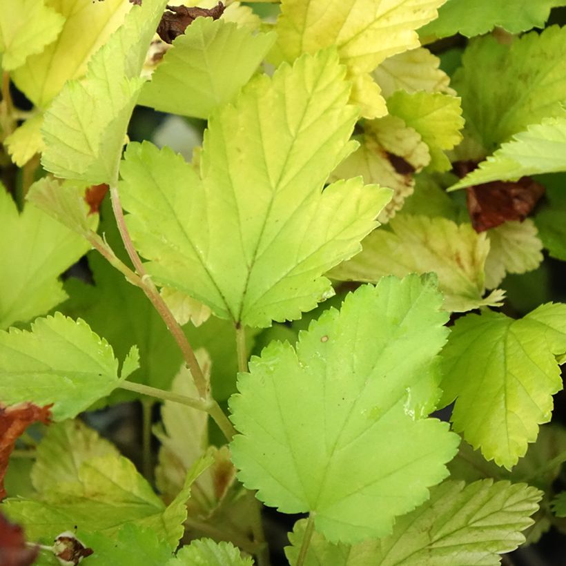 Physocarpus opulifolius Nugget - Physocarpe (Feuillage)