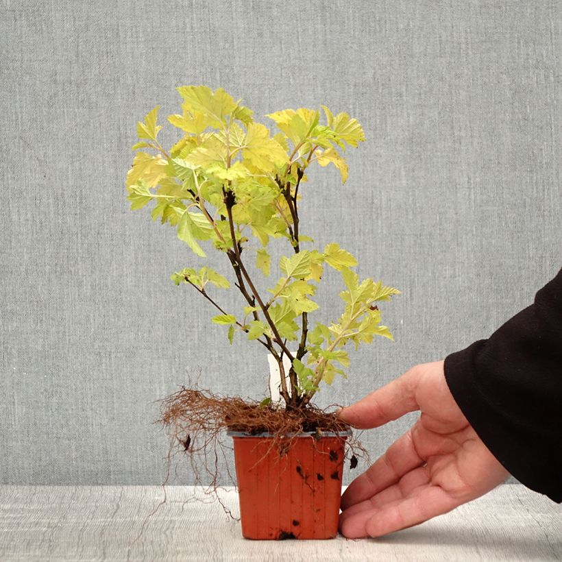 Spécimen de Physocarpus opulifolius Nugget - Physocarpe - Godet de 8/9 cm tel que livré au printemps