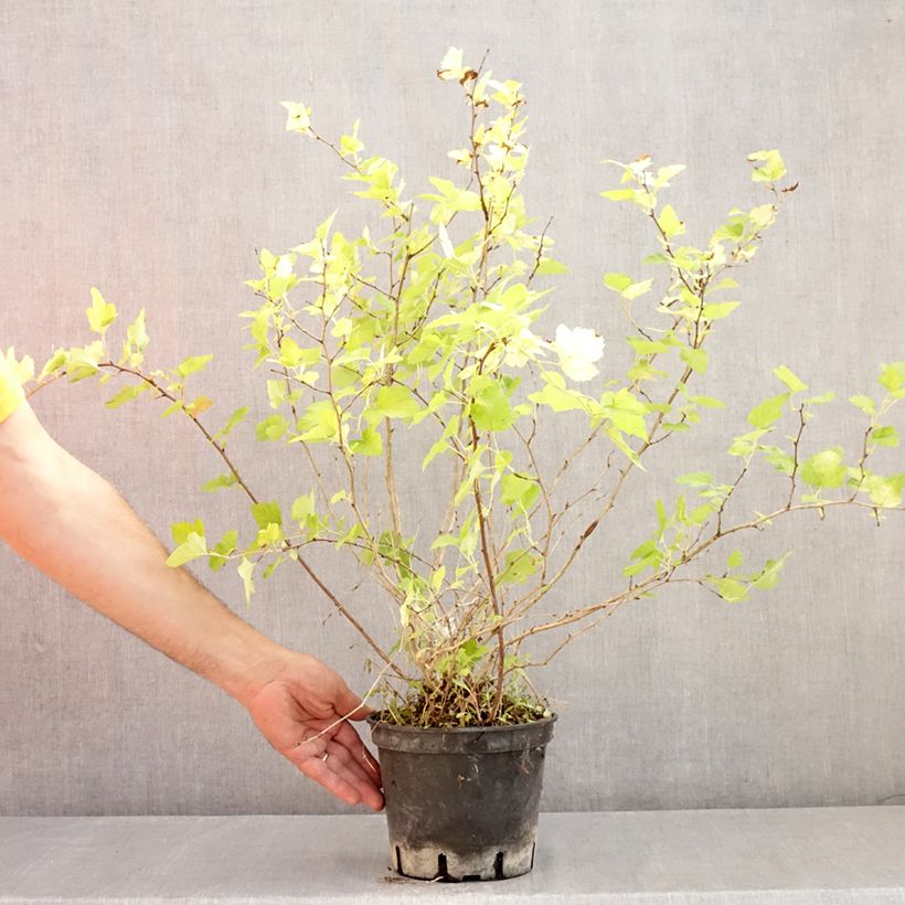 Spécimen de Physocarpus opulifolius Nugget - Physocarpe Pot de 3L/4L tel que livré en été