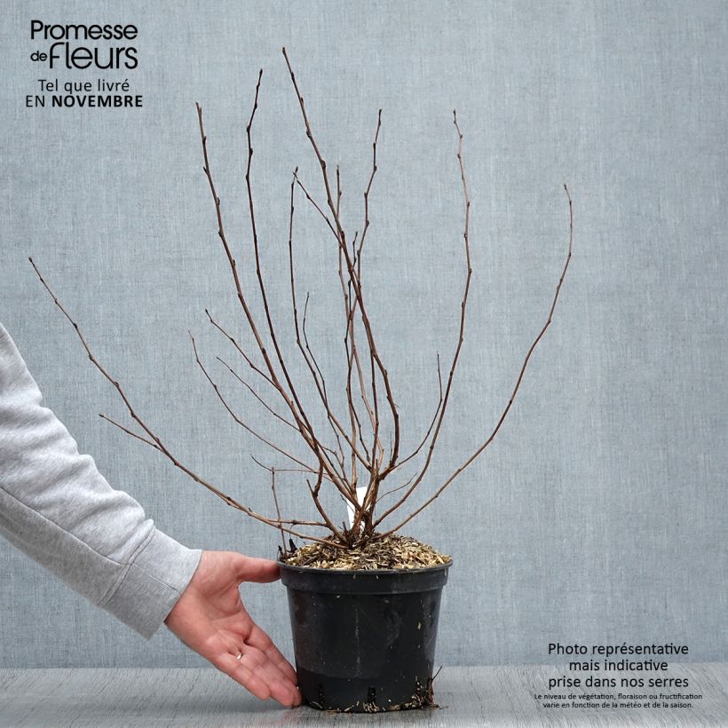 Spécimen de Physocarpus opulifolius Nugget - Physocarpe tel que livré en automne