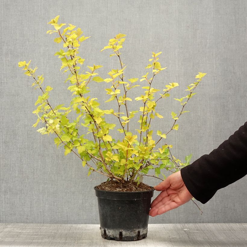 Spécimen de Physocarpus opulifolius Nugget - Physocarpe - Pot de 3L/4L - tel que livré au printemps