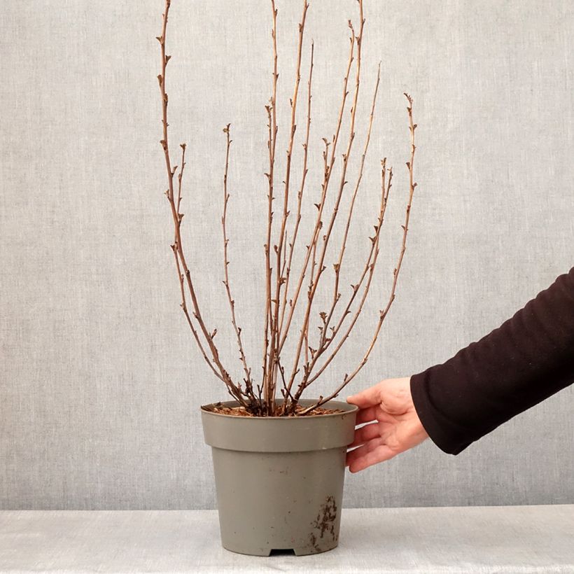 Spécimen de Physocarpus opulifolius Panther - Physocarpe - Pot de 4L/5L tel que livré au printemps