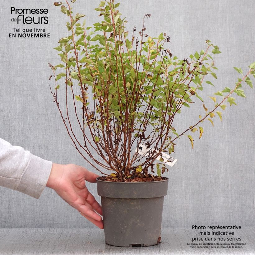 Spécimen de Physocarpus Opulifolius Raspberry Lemonade 'ZLEYel2' - Physocarpe à feuilles d'obier - Pot de 3L/4L tel que livré en automne