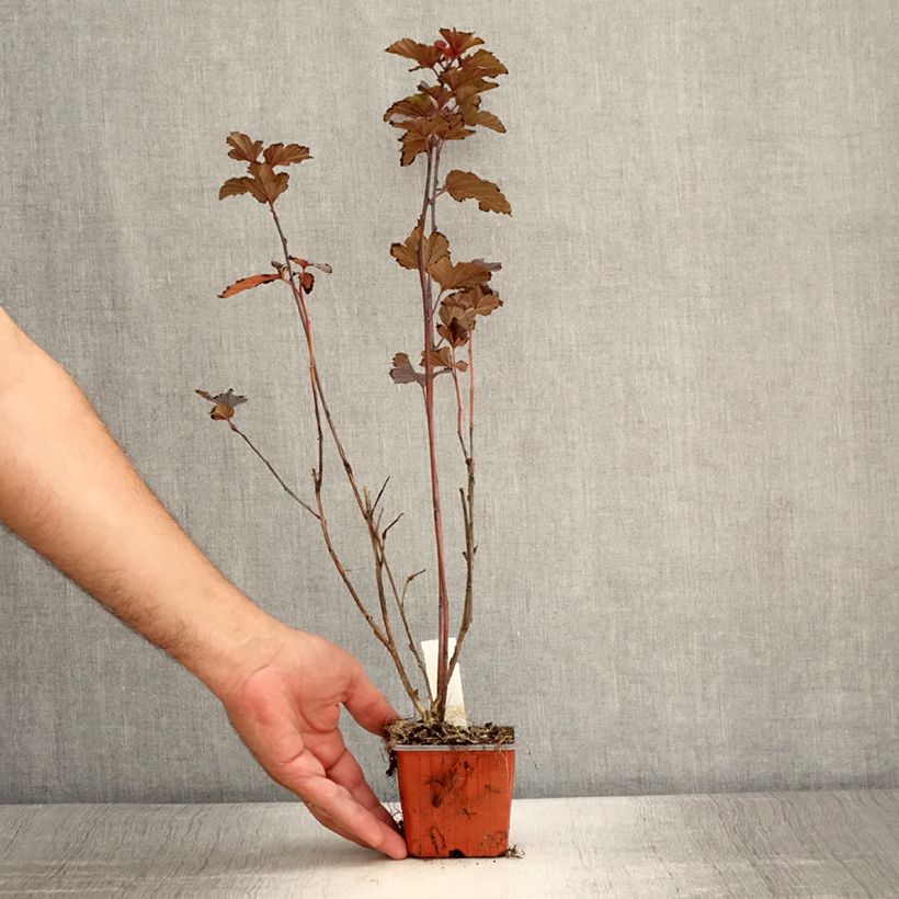 Spécimen de Physocarpus opulifolius Red Baron - Physocarpe à feuille d'obier Godet de 8/9 cm tel que livré en été