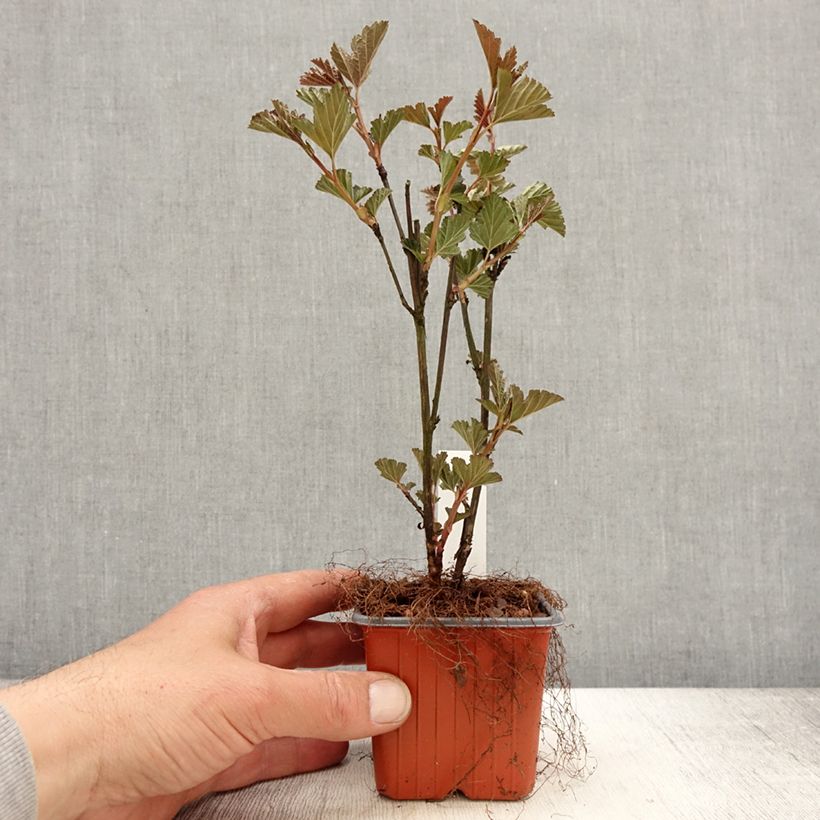 Spécimen de Physocarpus opulifolius Red Baron - Physocarpe à feuille d'obier - Godet de 8/9 cm tel que livré au printemps