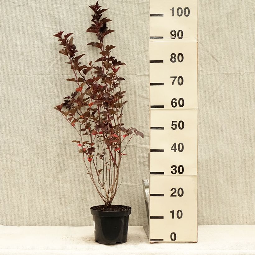 Spécimen de Physocarpus opulifolius Red Baron - Physocarpe à feuille d'obier Pot de 2L/3L tel que livré en été