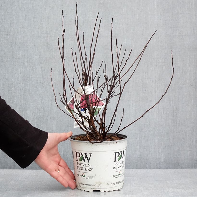 Spécimen de Physocarpus opulifolius Tiny Wine - Physocarpe Pot de 3L/4LHauteur livrée env. 40/50cm tel que livré en hiver
