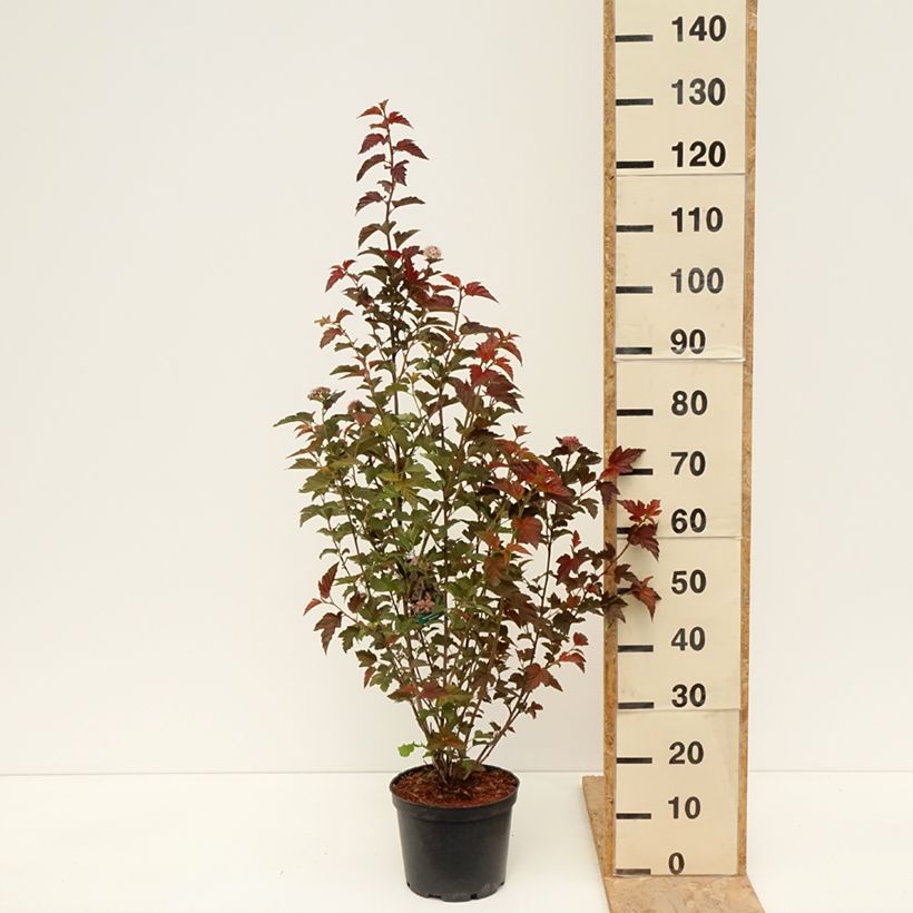 Spécimen de Physocarpus opulifolius Zdechovice - Physocarpe Pot de 3L/4L tel que livré au printemps