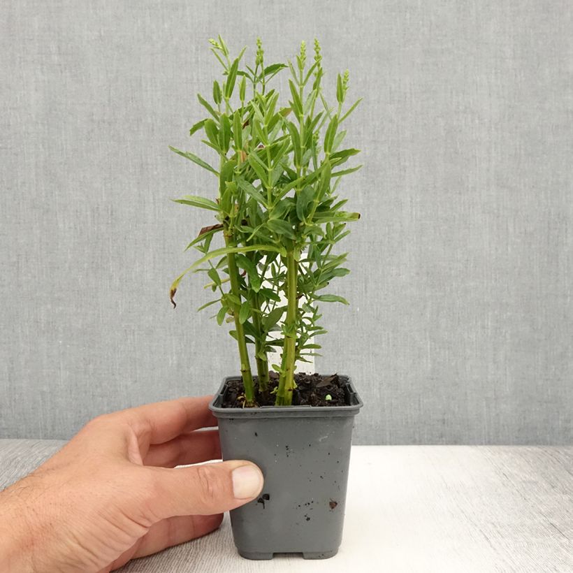 Spécimen de Physostegia virginiana Alba - Cataleptique blanche Godet de 8/9 cm tel que livré en été