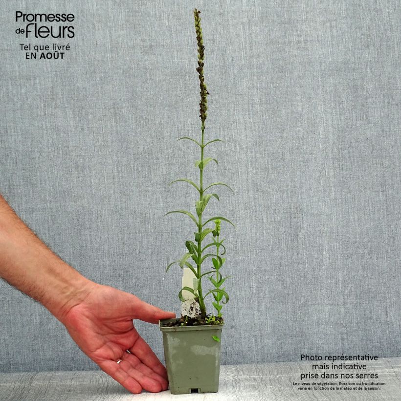 Spécimen de Physostegia virginiana Miss Manners - Cataleptique Godet de 8/9 cm tel que livré en été