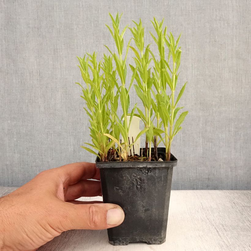 Spécimen de Physostegia virginiana Red Beauty - Cataleptique Godet de 8/9 cm tel que livré en été