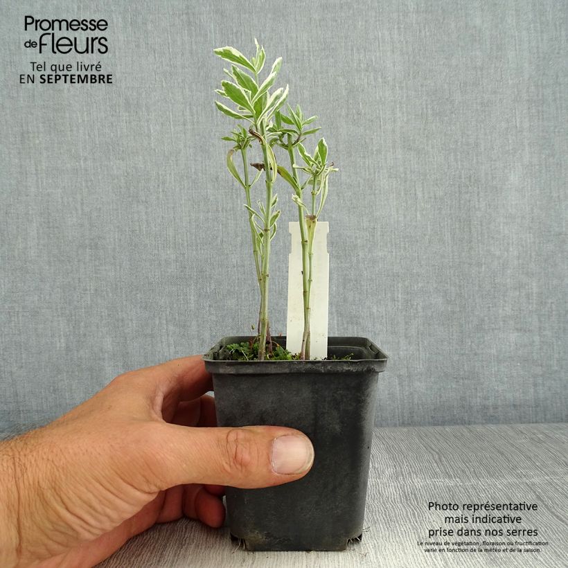 Example of Physostegia virginiana Variegata as you get in ete