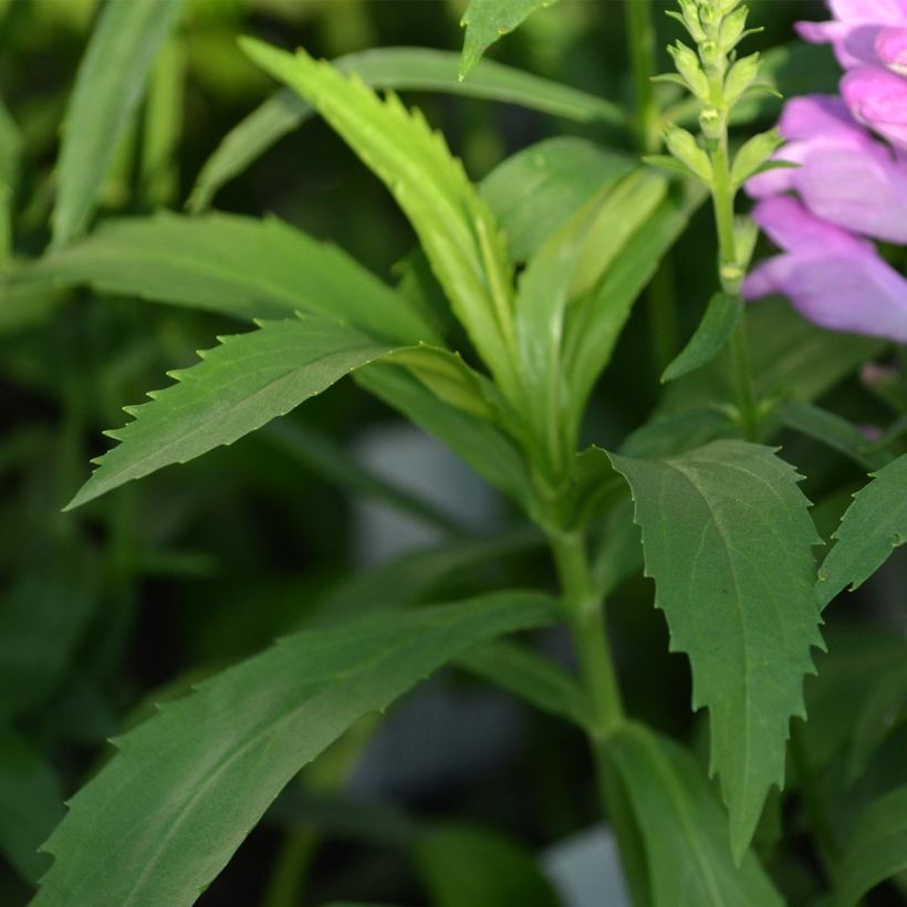 Physostegia virginiana Vivid - Cataleptique (Feuillage)