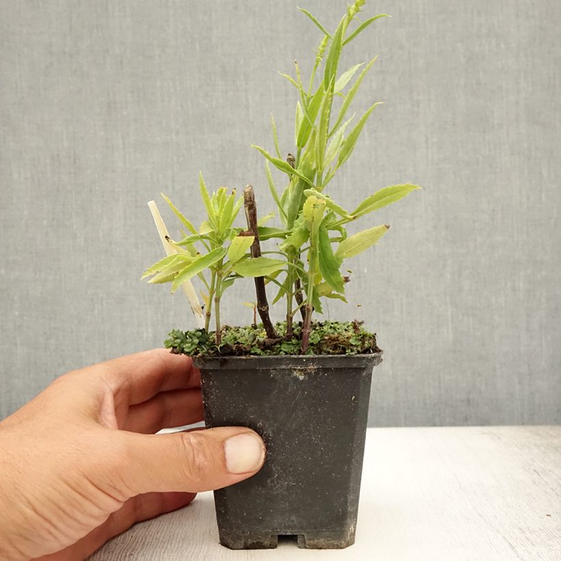 Spécimen de Physostegia virginiana Vivid - Cataleptique Godet de 8/9 cm tel que livré en été