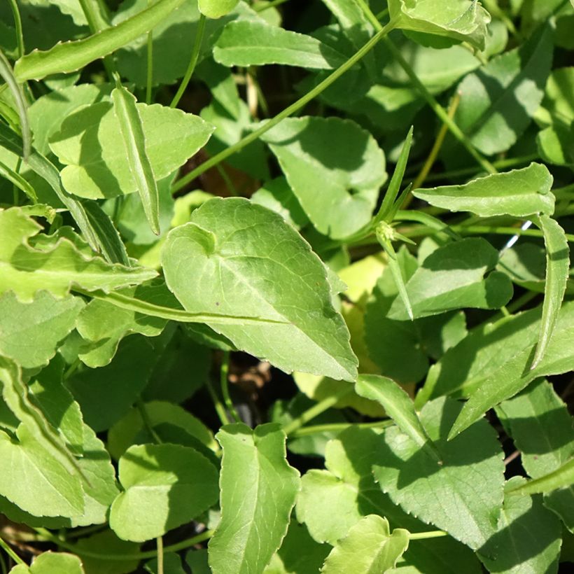 Phyteuma scheuchzeri - Raiponce de Scheuchzer (Feuillage)