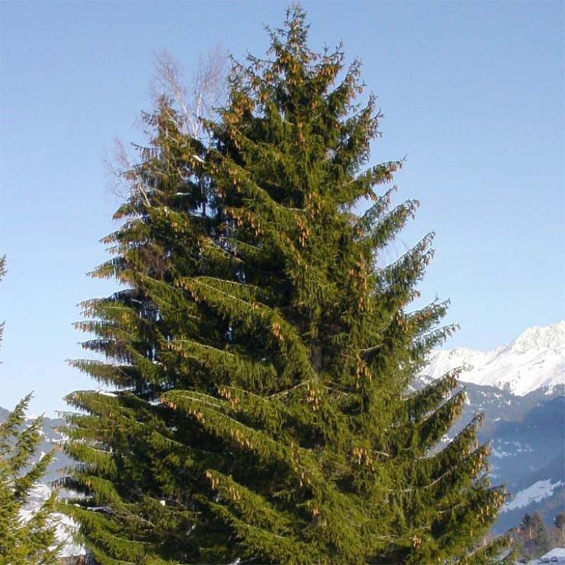 Epicéa commun - Picea abies (Port)