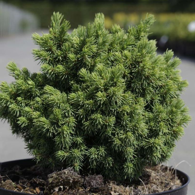 Épicéa - Picea abies Jalako Gold (Feuillage)