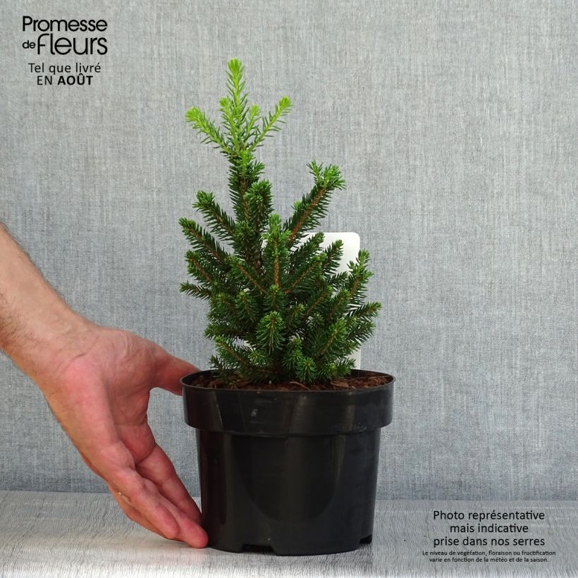 Spécimen de Picea abies Will's Zwerg - Épicéa commun Pot de 2L/3L tel que livré en été
