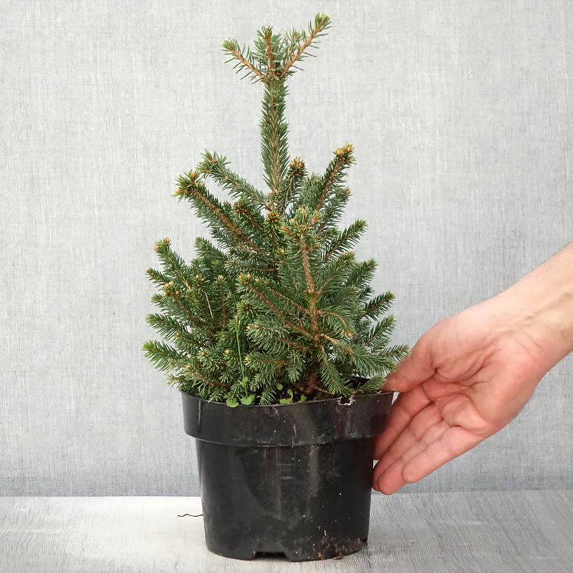 Spécimen de Picea abies Will's Zwerg - Épicéa commun en pot de 2L/3L tel que livré au printemps
