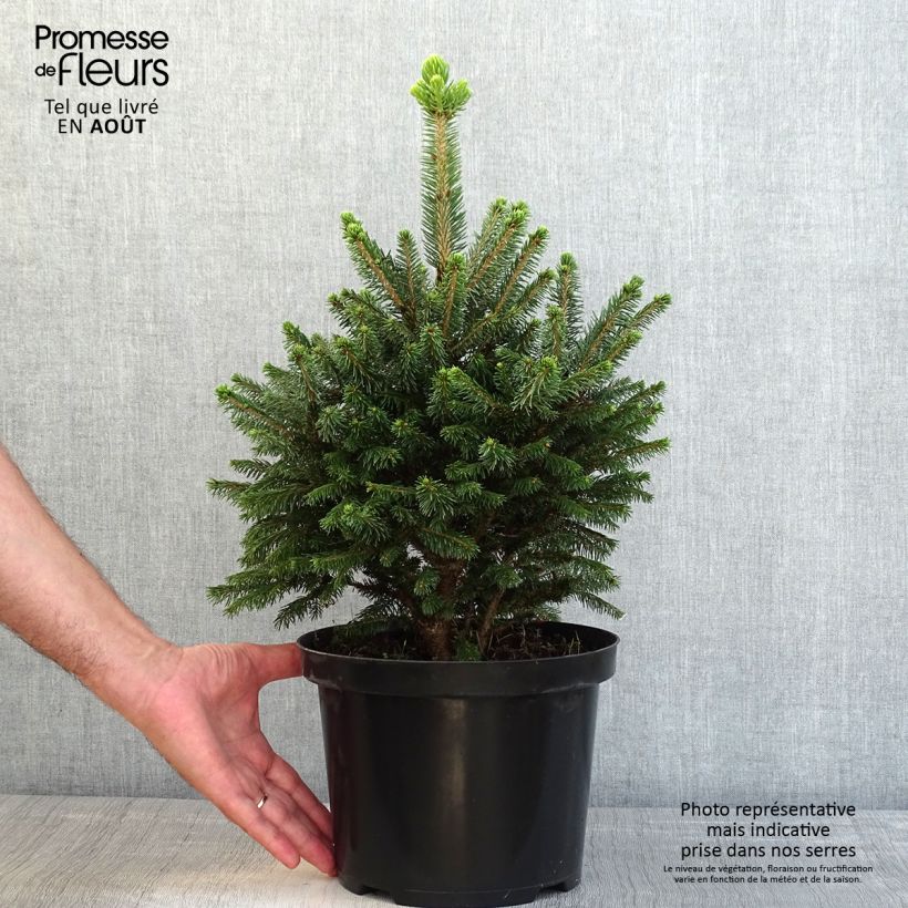 Spécimen de Picea abies Will's Zwerg - Épicéa commun Pot de 7,5L/10L tel que livré en été