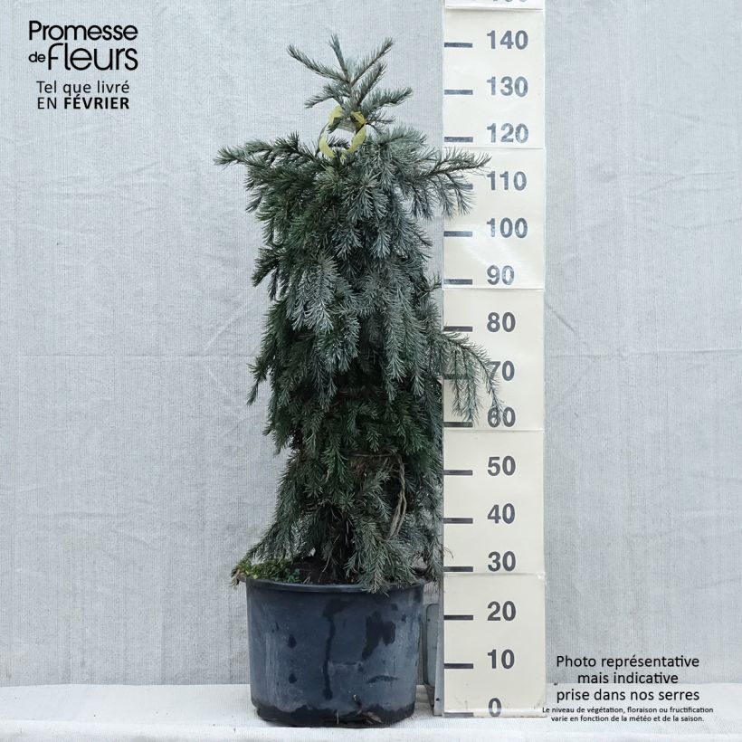 Spécimen de Picea breweriana - Epicéa de Brewer Pot de 3L/4L tel que livré en hiver