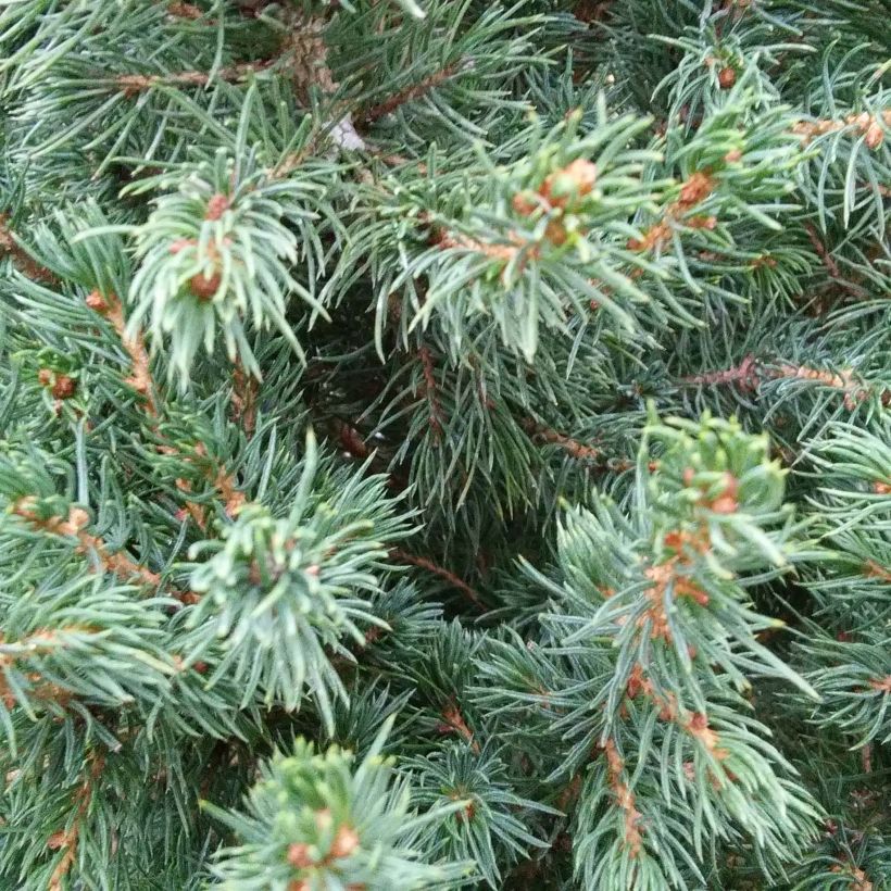 Picea glauca December - Épinette blanche  (Feuillage)