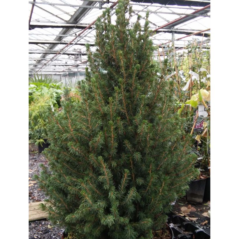 Picea glauca December - Épinette blanche  (Port)