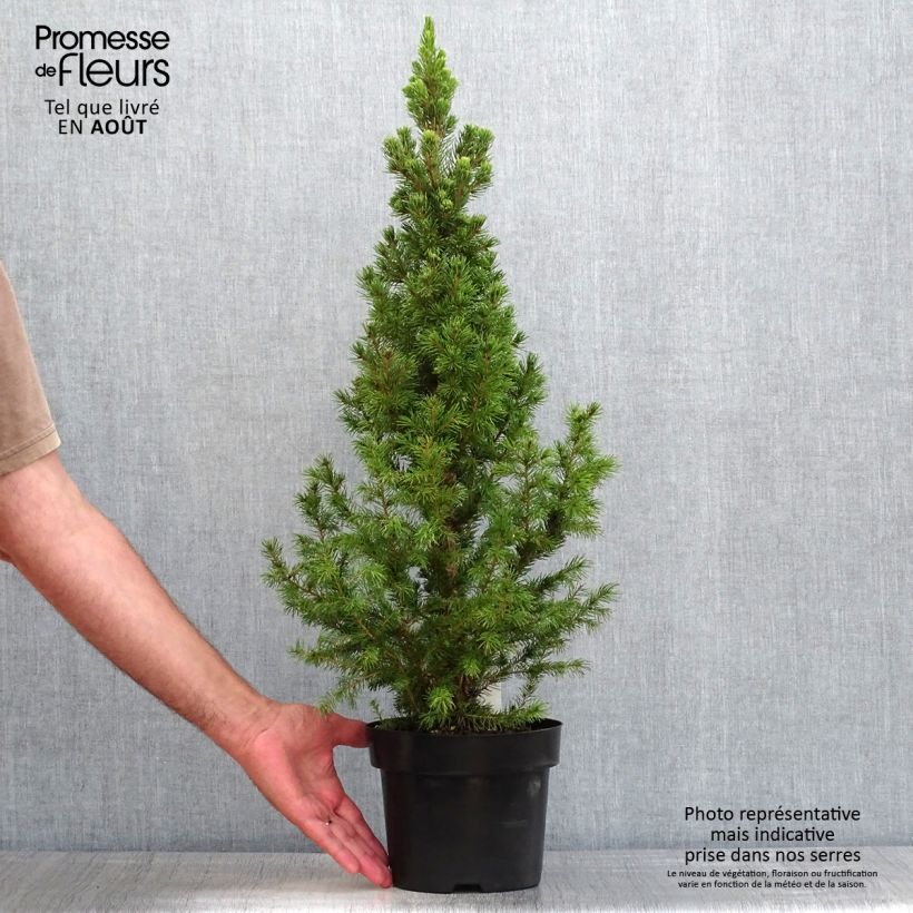 Spécimen de Picea glauca December - Épinette blanche  Pot de 3L/4L tel que livré en été