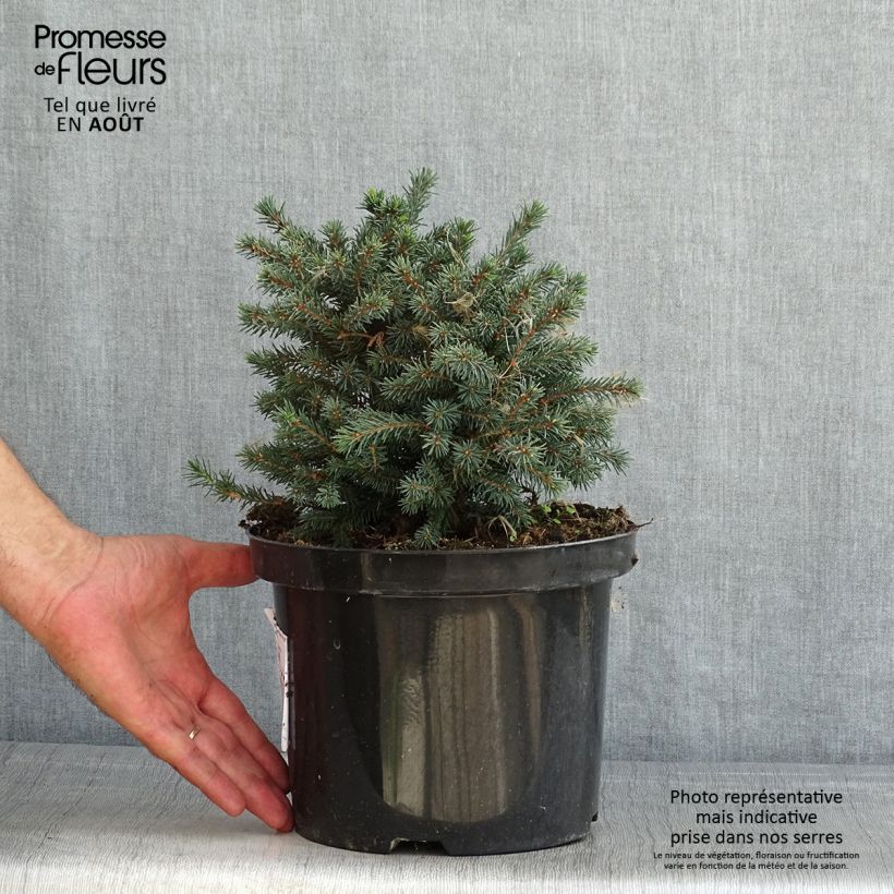 Spécimen de Picea glauca Echiniformis Echt - Epinette blanche                    Pot de 4L/5L tel que livré en été
