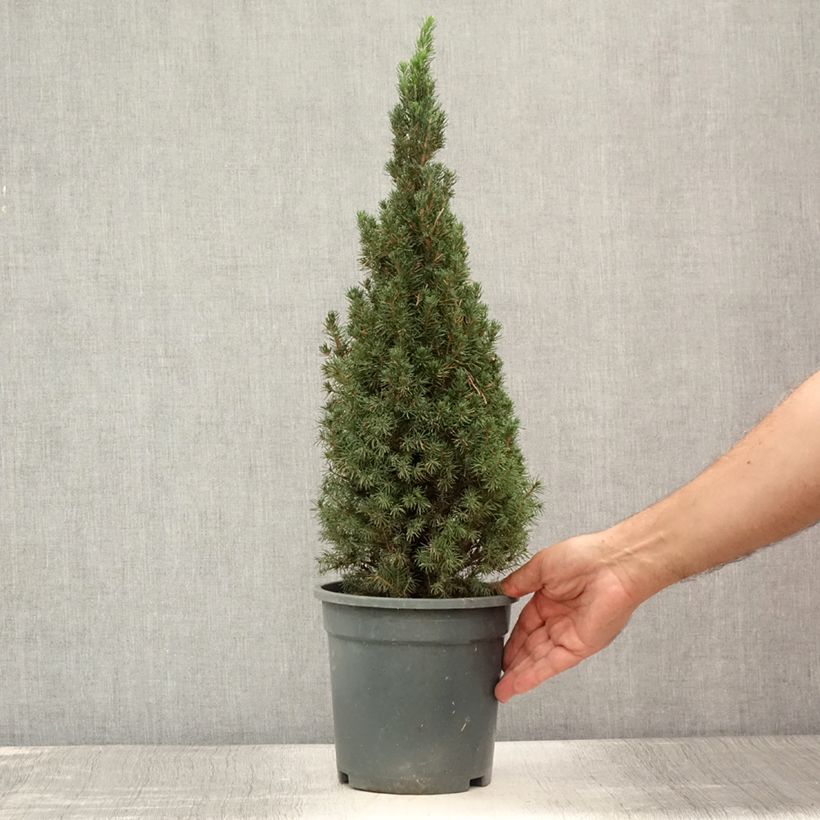 Spécimen de Picea glauca Laurin - Epinette blanche                              Pot de 3L/4L tel que livré en été