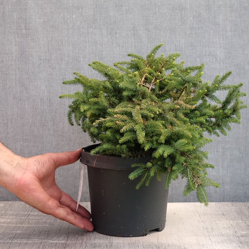 Spécimen de Picea mariana Nana - Epinette noire                               Pot de 2L/3L tel que livré en été