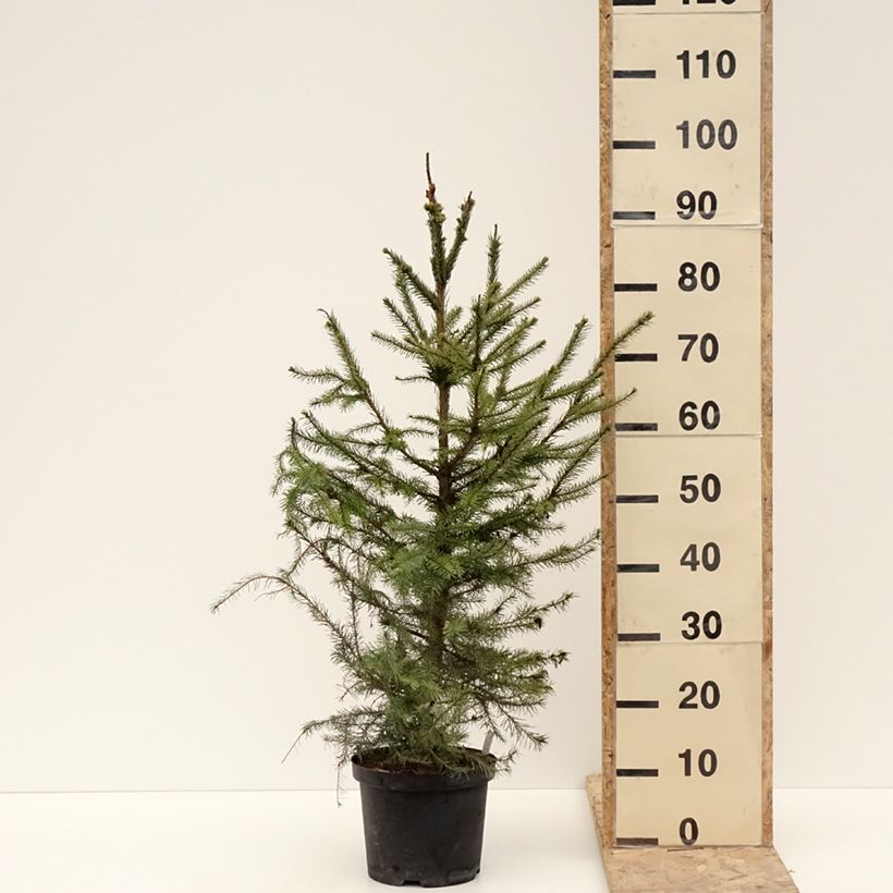 Spécimen de Picea omorika - Épicéa de Serbie Pot de 3L/4L tel que livré en hiver