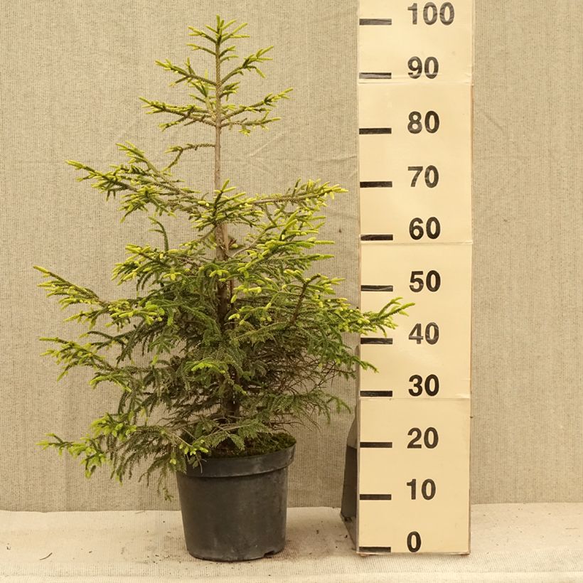 Spécimen de Picea orientalis Aureospicata - Sapinette d'Orient Pot de 7,5L/10L tel que livré en été