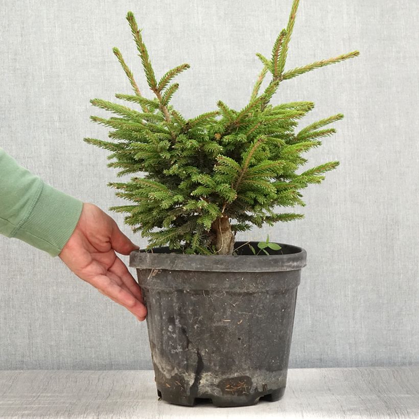 Spécimen de Picea orientalis Barnes - Sapinette d'Orient                          Pot de 3L/4L tel que livré en été