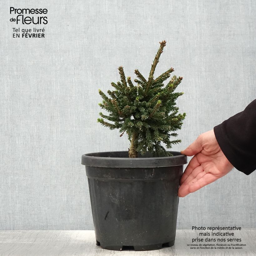 Spécimen de Picea orientalis Barnes - Sapinette d'Orient                          tel que livré en hiver