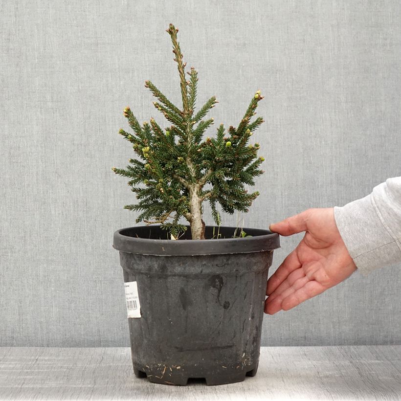 Spécimen de Picea orientalis Barnes - Sapinette d'Orient                          tel que livré au printemps