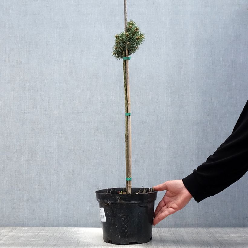 Spécimen de Picea pungens Brynek - Epicea bleu                           Pot de 4L/5L, TigeHauteur livrée env. 40/60cm tel que livré au printemps