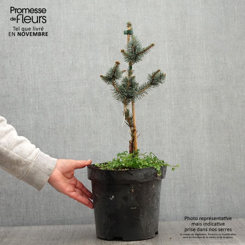 Spécimen de Picea pungens Iseli Foxtail - Epicea bleu                  Pot de 3L/4L tel que livré en automne