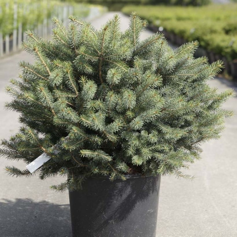 Épicéa de Sitka - Picea sitchensis Nana (Port)