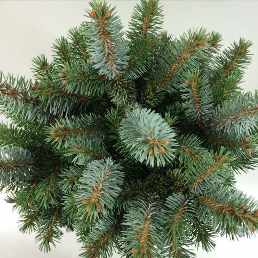 Épicéa de Sitka - Picea sitchensis Silberzwerg (Feuillage)