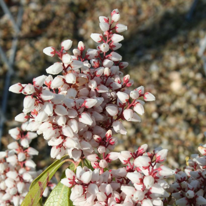 Andromède du Japon - Pieris Bonfire (Floraison)