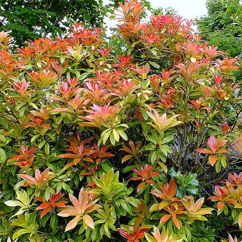Andromède du Japon - Pieris japonica Forest Flame (Port)